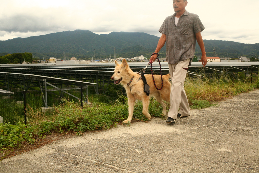 散歩してるダイちゃん
