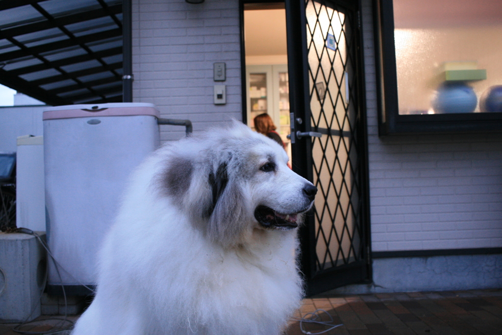 今日ももふもふのココさん
