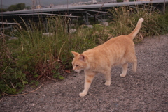 トラやんがどっかへ行く