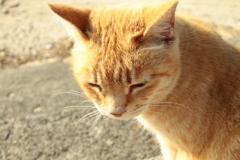 昼のトラちゃま