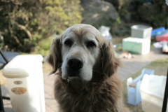 今日も宿の引っ越しの総監督のみゅうちゃん