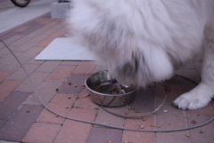 いっぱい食べるココちゃん