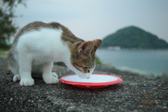 ミルクを飲むトムくん