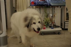 一嗅ぎしてすぐ楽屋に戻るココさん