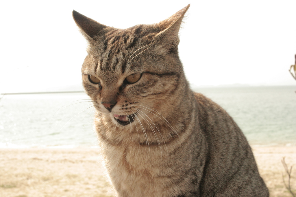ねこ
