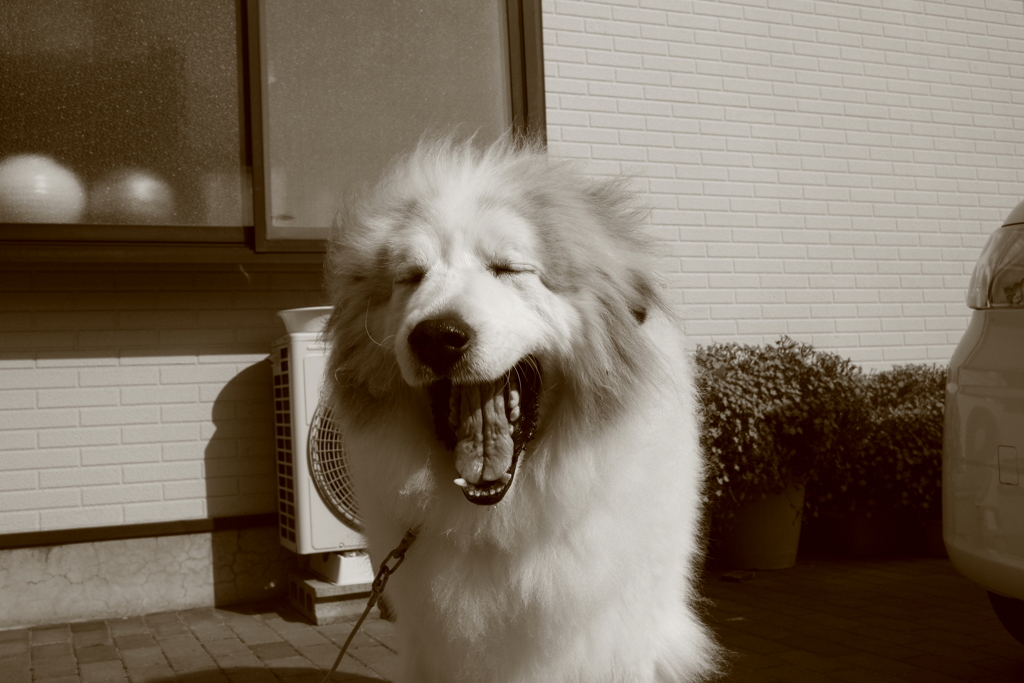 お誕生日のココさん