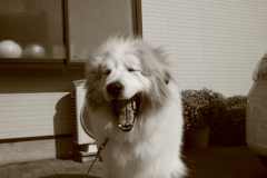 お誕生日のココさん