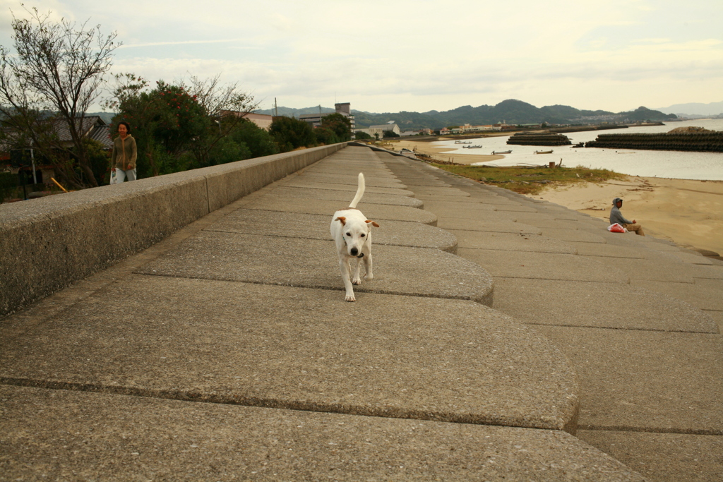 散歩してるククル