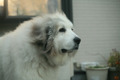 日曜もココさんは元気