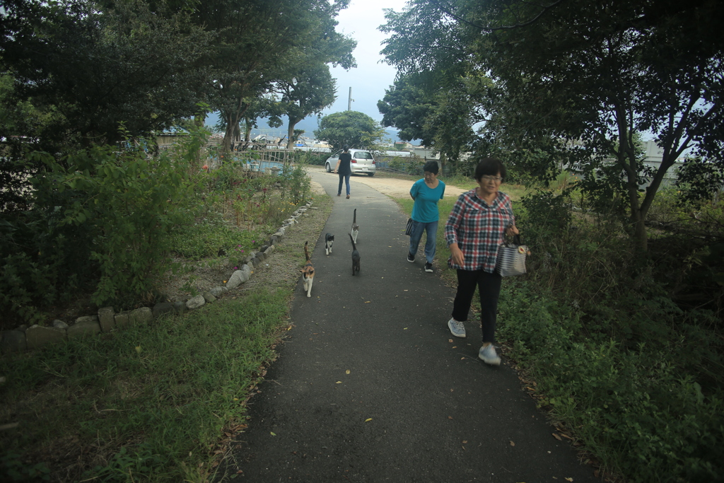 ニャンゾク大移動