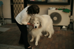 よだれ拭いてもらうココさん