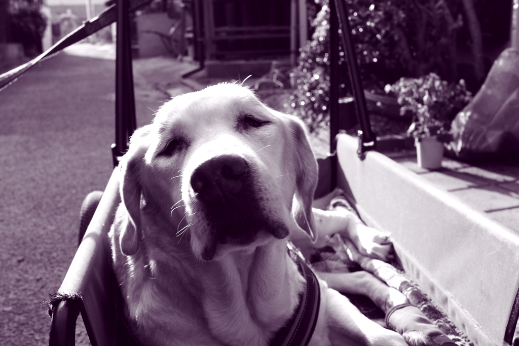 昨日の写真　調色紫