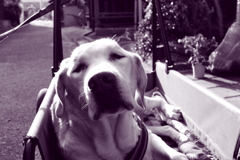 昨日の写真　調色紫