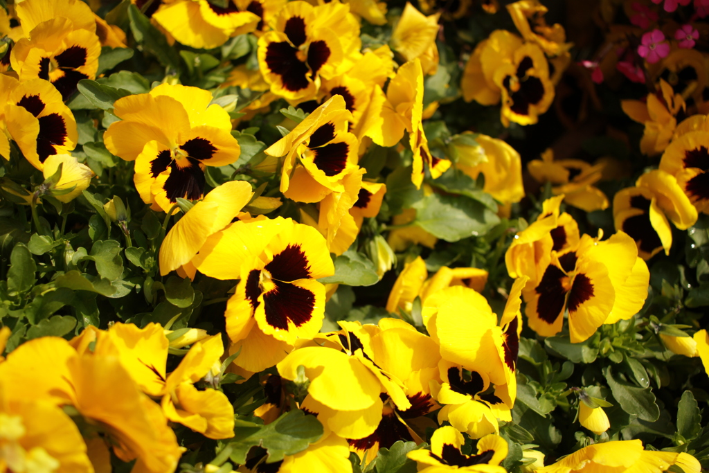 ココさん所の花