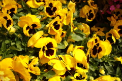 ココさん所の花