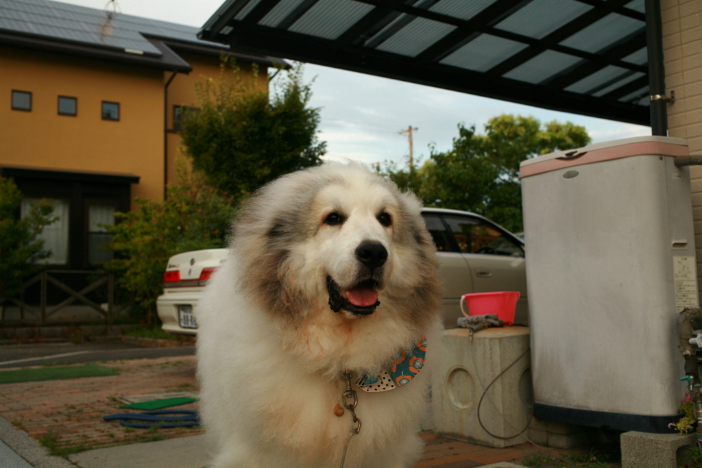 オッパッピーしてるココさん