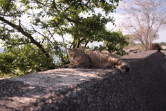 シマやん