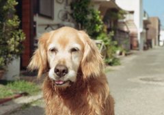 Lomography Color Negative 100 いい感じ