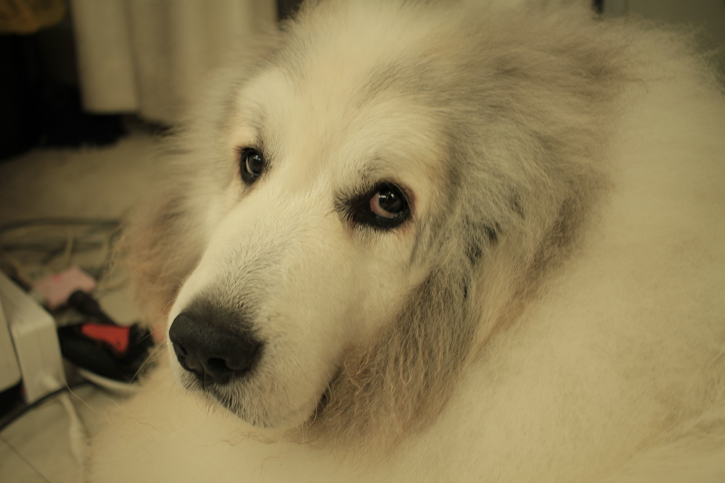 お店番してるココさん