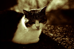 ハードボイルドトム君