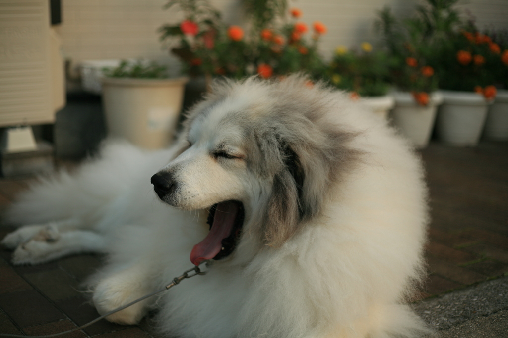 あくびをするココさん