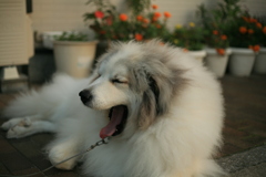 あくびをするココさん