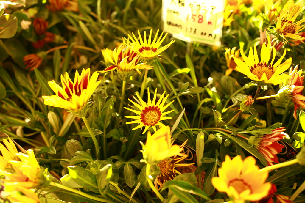 日曜＠2019‐10‐13