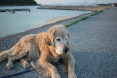 みゅうちゃんと今日も散歩