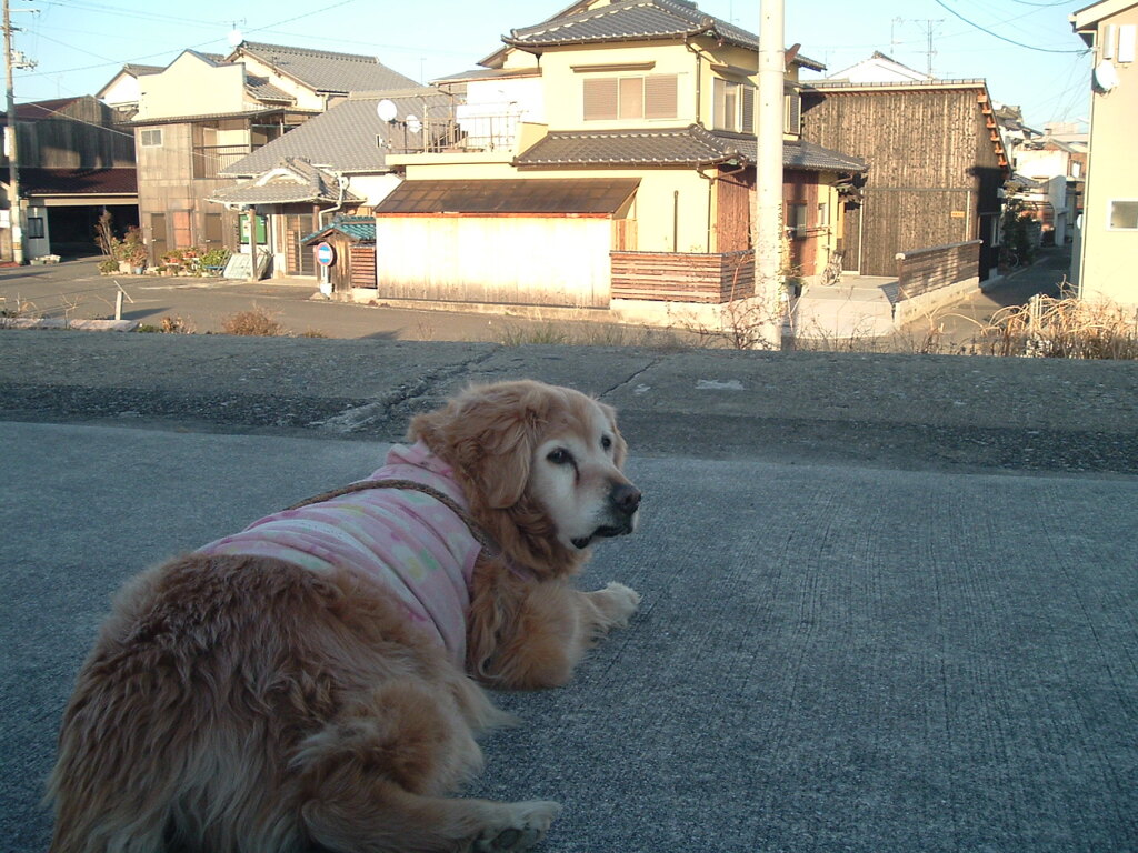 CCD機は写りが優しいな