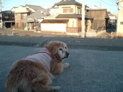 CCD機は写りが優しいな