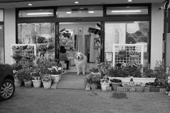 お店番してるココ様