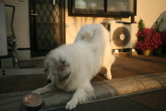 ご飯がもっと欲しいココさん