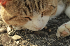 トム君