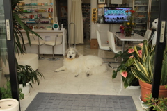 お店番してるココちゃん