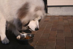 ご飯を食べるココ様
