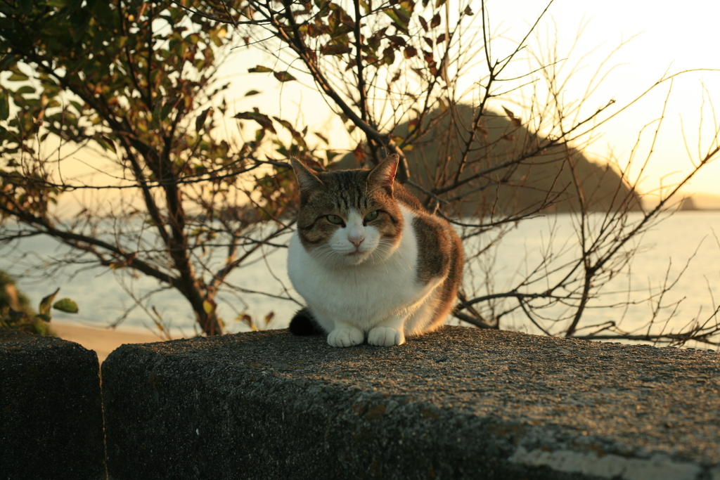 トム君