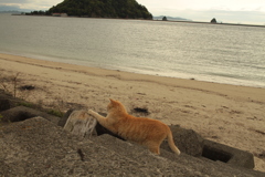 爪を研ぐトラちゃん