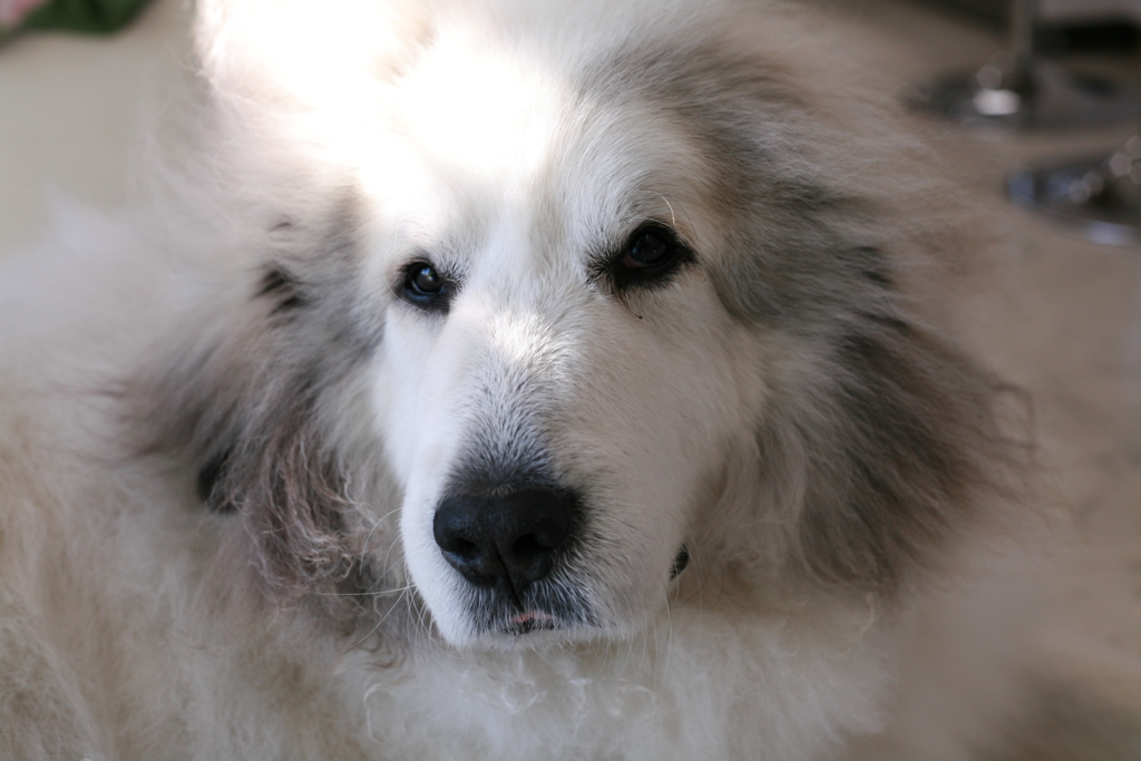 お店番してるココさん
