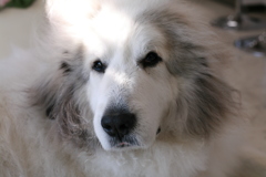 お店番してるココさん