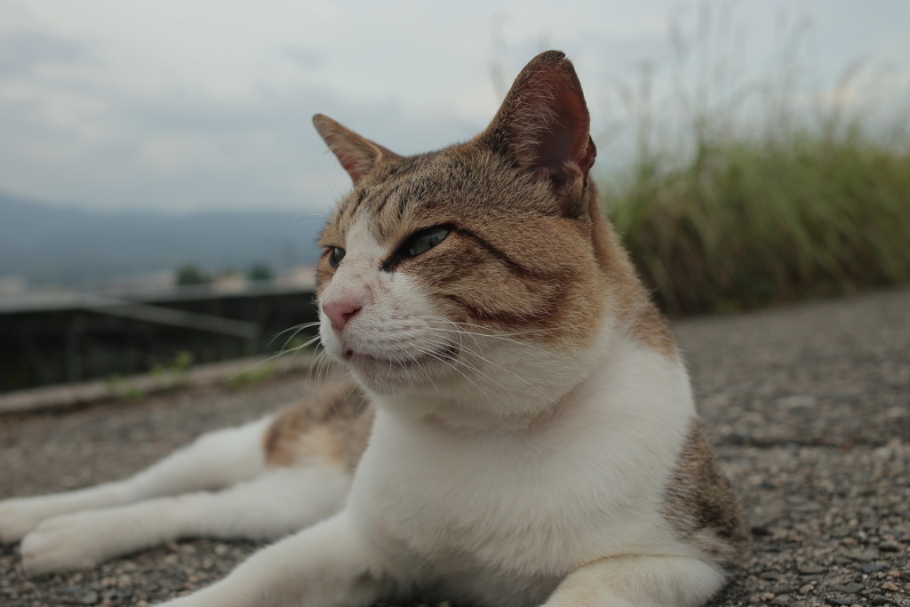 今日もりりしいトム君