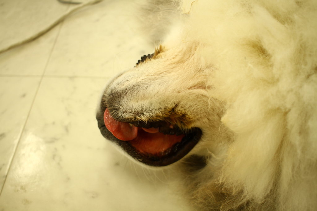 お店番してるココさん