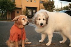 みゅうちゃんとココ様