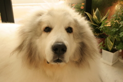 今日は裏から勢いよく出てきたココさん