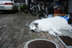 シャンプー疲れのココちゃん