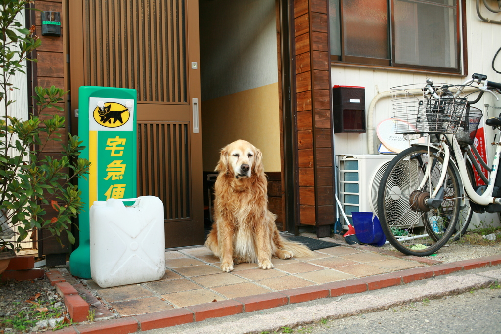 お宿番してるみゅうちゃん