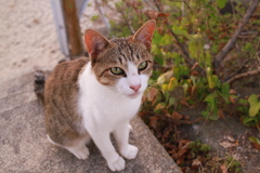 トムくん