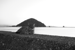 猫と海　時々おとん
