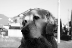 モノクロ＠2019-01-29