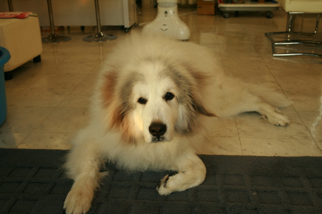 お店番してるココさん