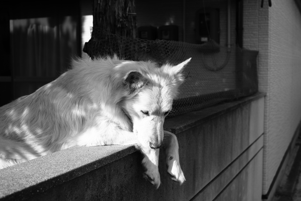 モノクロ＠2019-01-23